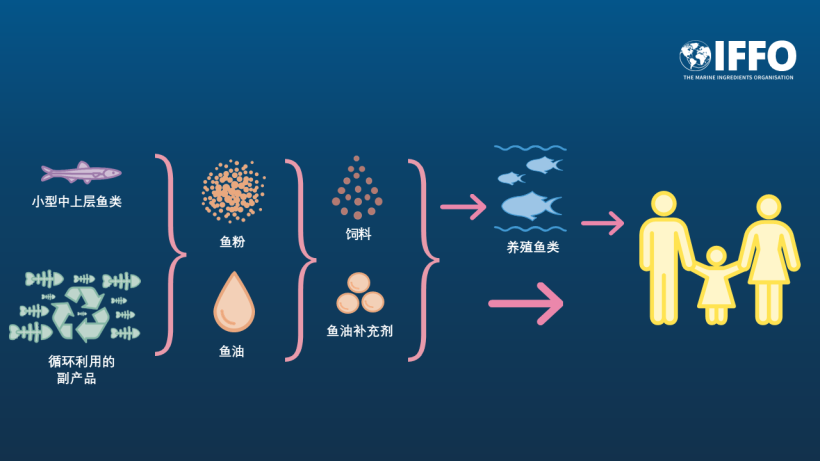 饮食中的中上层鱼类