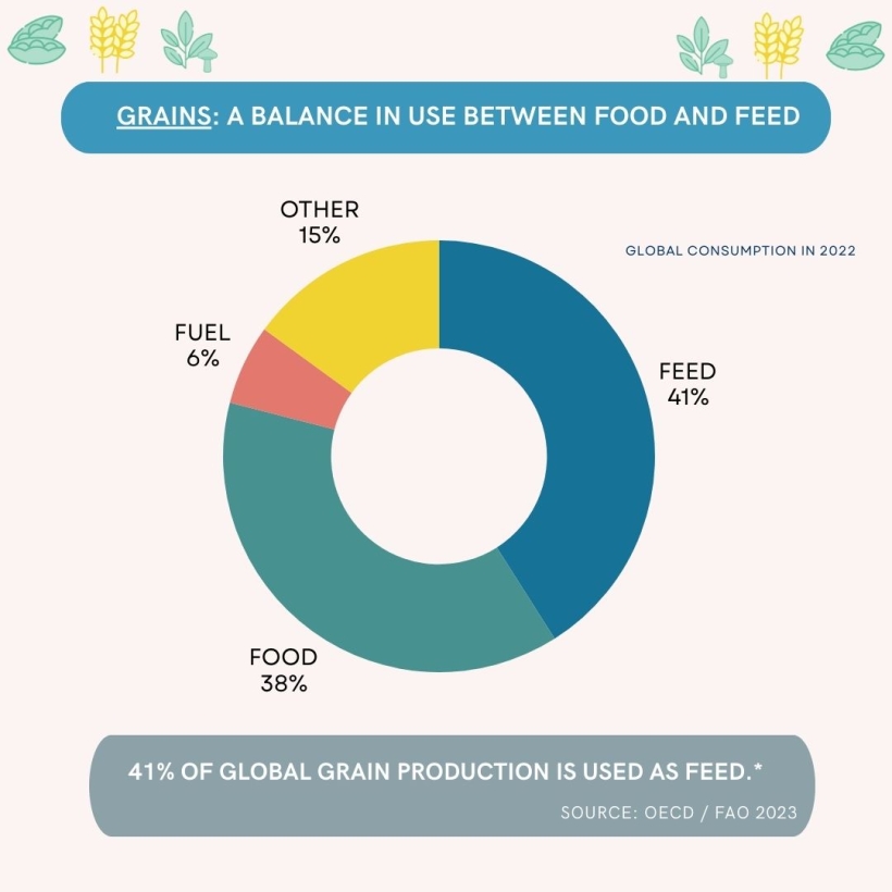 GRAINS: A BALANCE IN USE BETWEEN FOOD AND FEED
