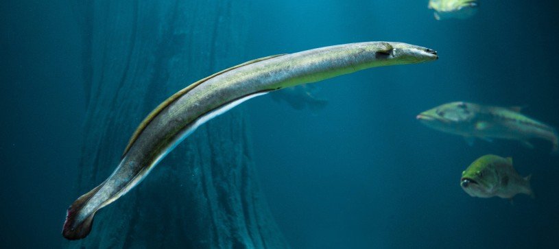 American eel