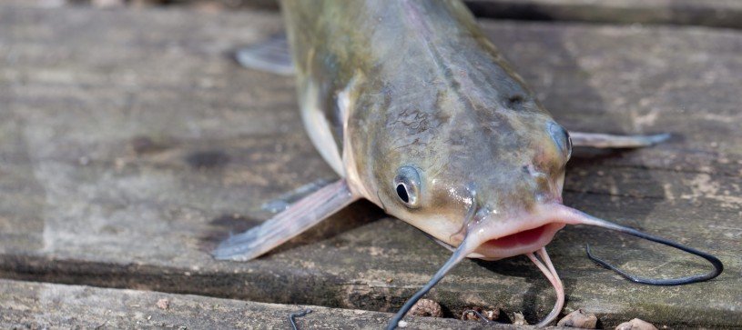 Channel Catfish