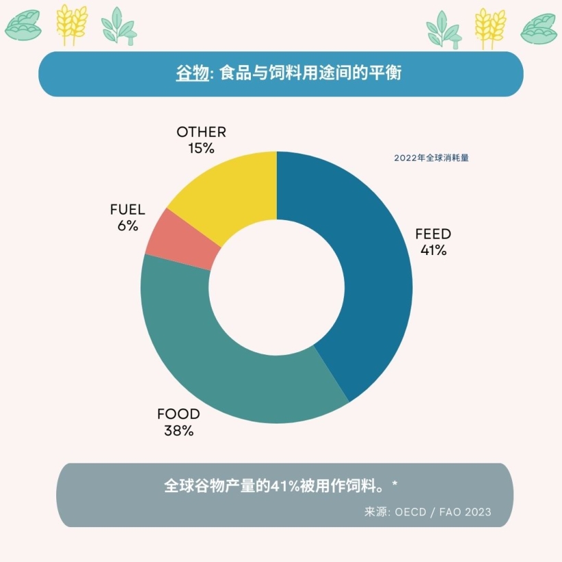 谷物: 食品与饲料用途间的平衡