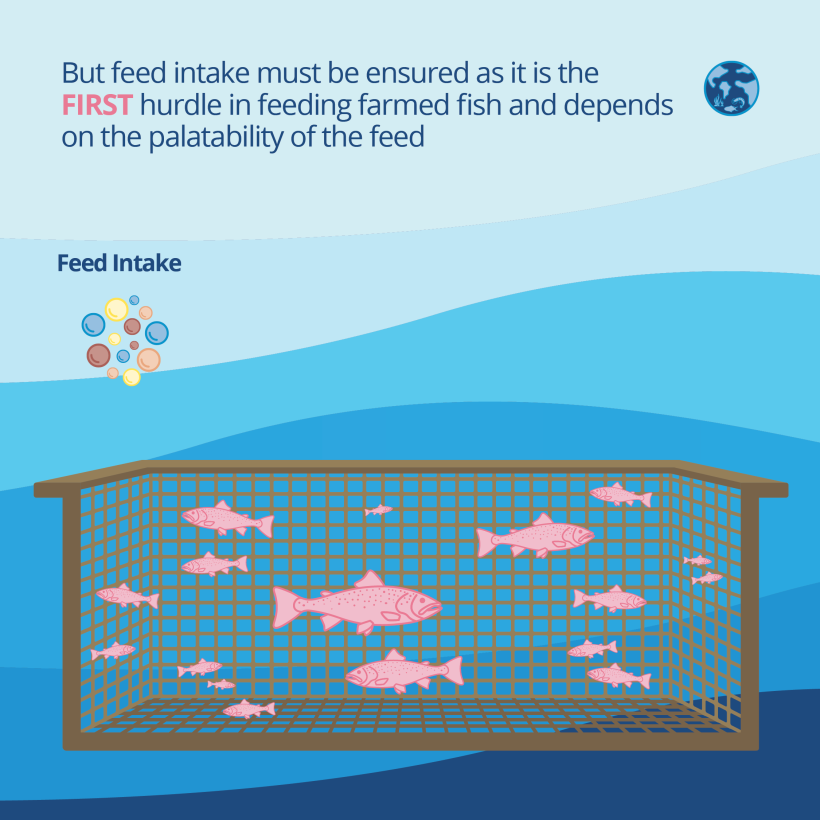 But feed intake must be ensured as it is the first hurdle in feeding farmed fish and depends on the palatability of the feed