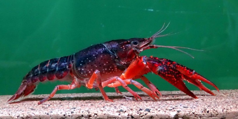 Red Swamp Crayfish