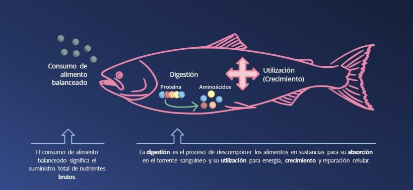 En la década de 1990, el diseño de los alimentos balanceados para la acuicultura no tenía en cuenta la cantidad de nutrientes que el animal puede absorber y utilizar.