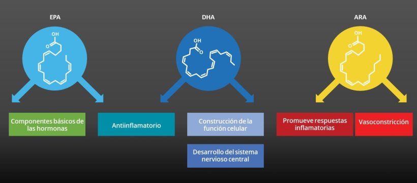 Se ha informado que EPA y DHA contribuyen en diferentes funciones a nuestra salud