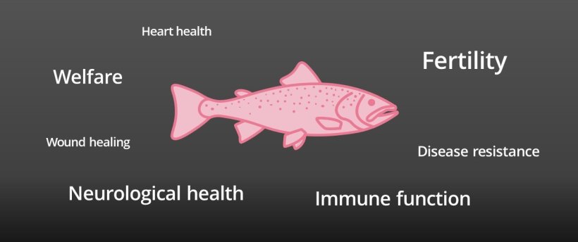 EPA and DHA are essential in fish’s health 