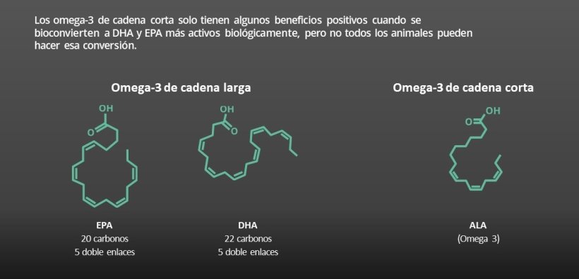Los omega-3 juegan un papel específico en la salud animal, pero no todos son iguales