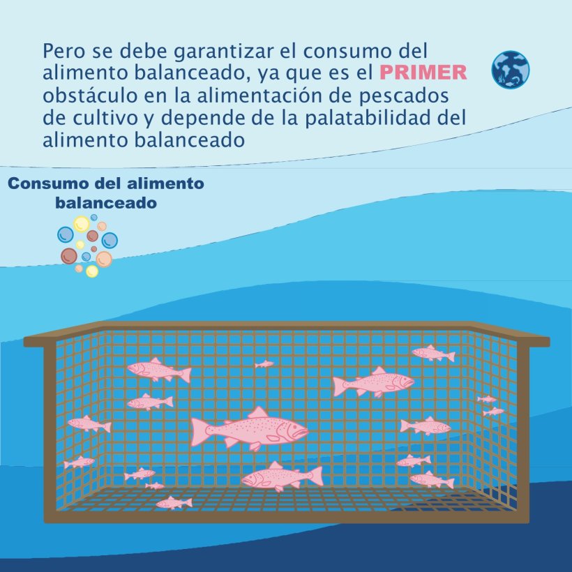 Pero se debe garantizar el consumo del alimento balanceado, ya que es el PRIMER obstáculo en la alimentación de pescados de cultivo y depende de la palatabilidad del alimento balanceado