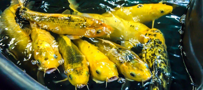 Yellow catfish