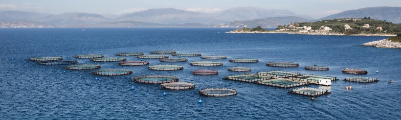 Fish farm cages
