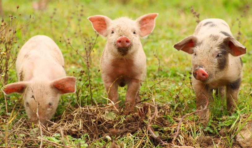 piglets three