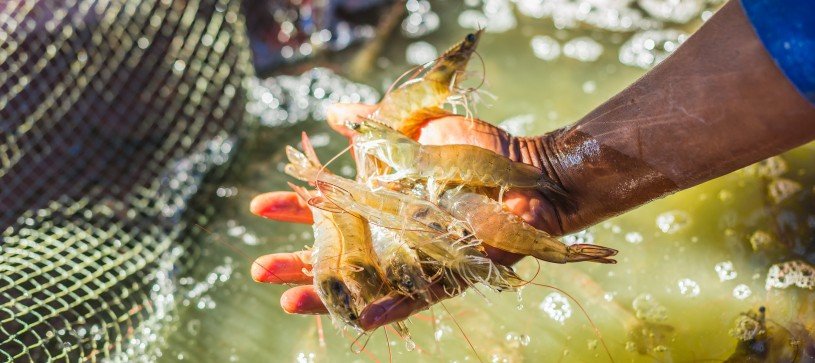 Shrimp in hands