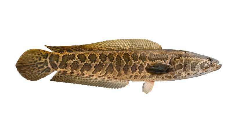 snakehead fish