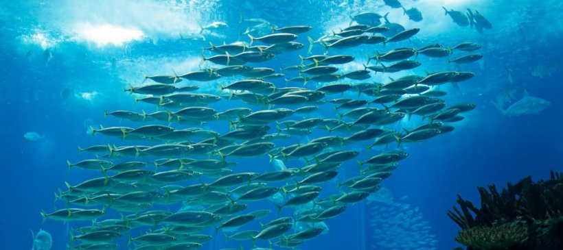 School of fish