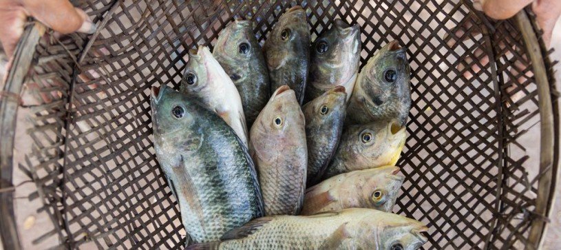 Tilapia