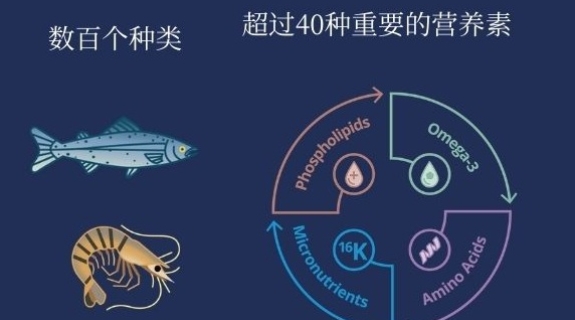 优化水产养殖饲料的精准营养应用