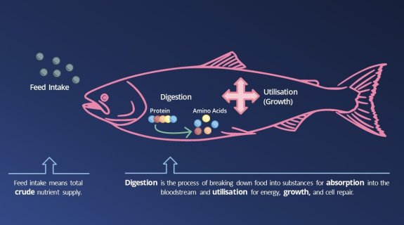 Marine ingredients play a strategic role in aquafeed formulation strategies - NEW
