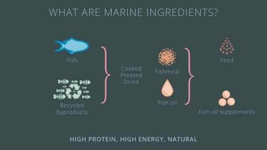 En resumen: ¿Qué son los ingredientes marinos?
