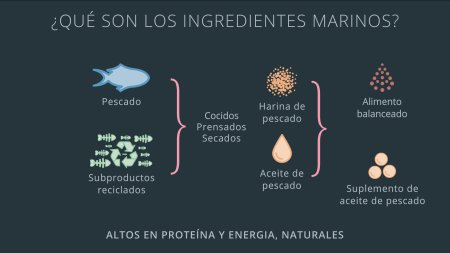 El papel de los ingredientes marinos
