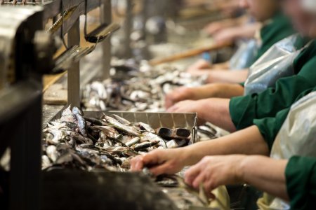 Explorando la cadena de valor de los ingredientes marinos