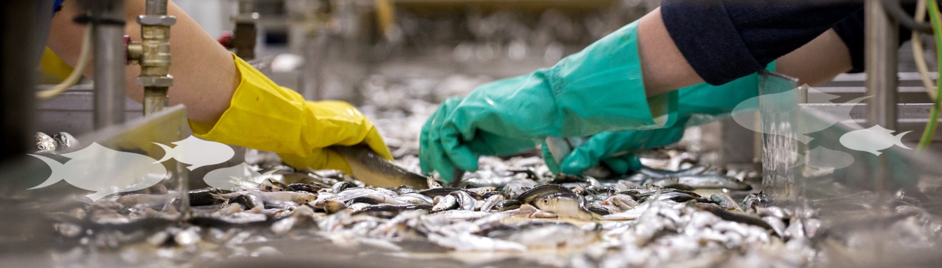 Homepage | IFFO - The Marine Ingredients Organisation