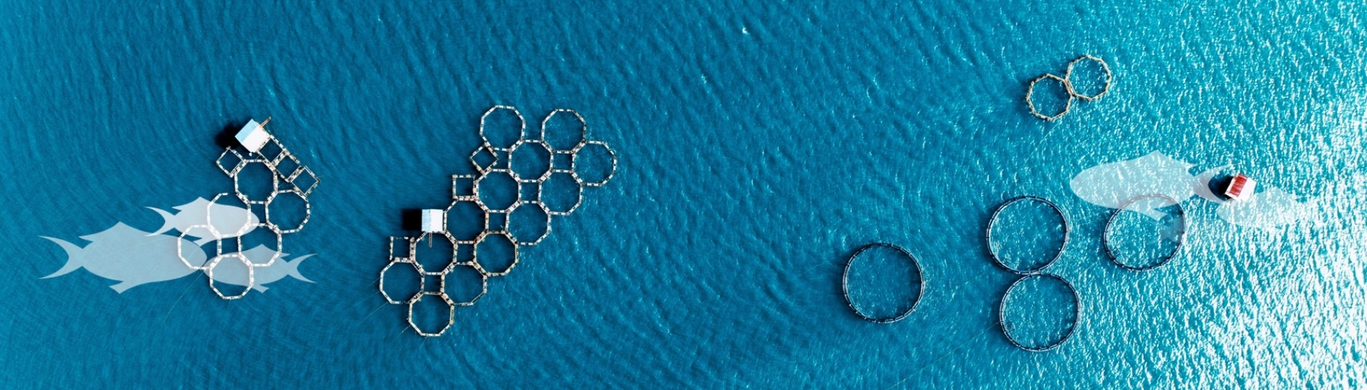 Homepage | IFFO - The Marine Ingredients Organisation