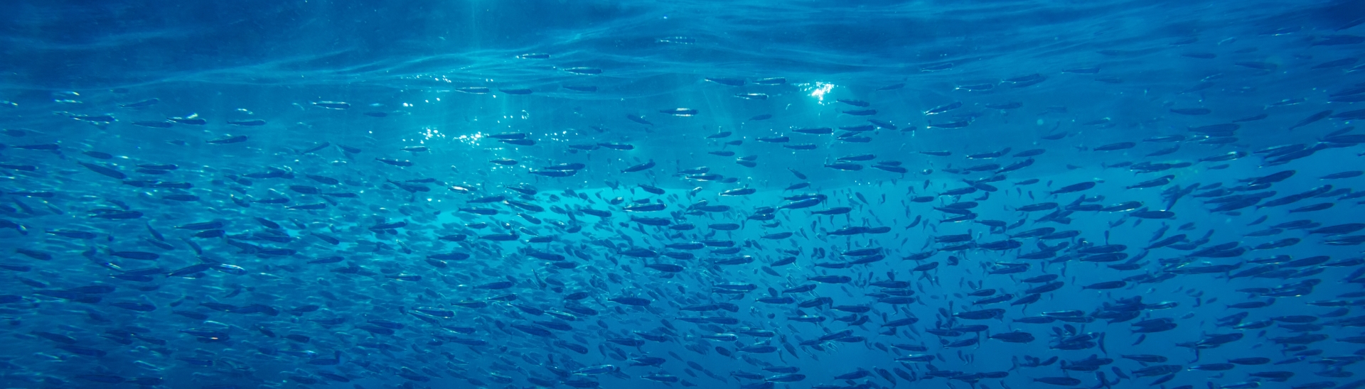 Homepage | IFFO - The Marine Ingredients Organisation