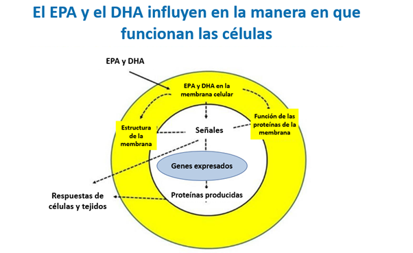 EPA y DHA en las células