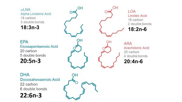 Long chain fatty acids