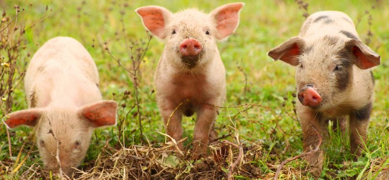 Piglets