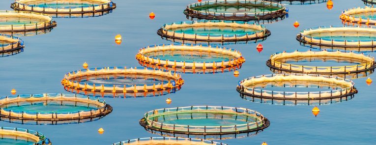 Fish Farm