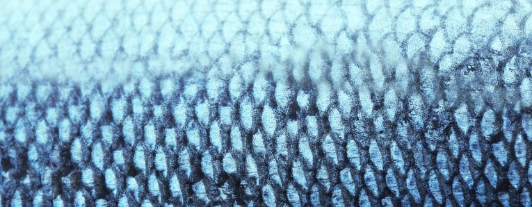 Fish scales