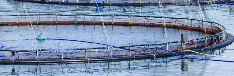 Fish Farm