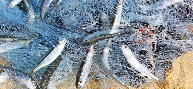 Forage fish