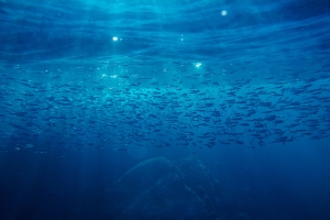 anchovy fishery