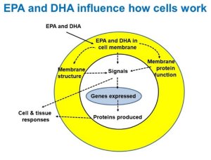 EPA