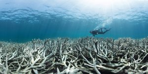 Damage like that of coral bleaching from climate change is a far greater threat than fishing to marine ecosystems.