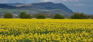 rapeseed