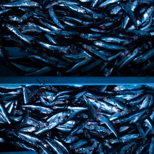 anchoveta