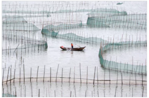 china aquaculture