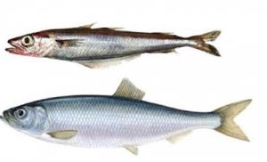 herring blue whiting
