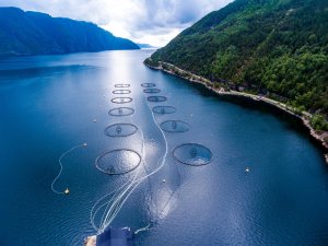 farmed fish in Norway