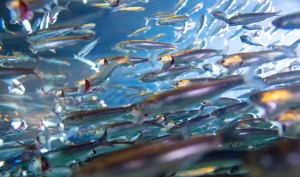 anchovies