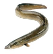 eels