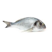 Marine FinFish