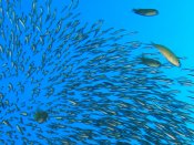 Forage fish